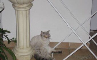 Britská colort point mačka - 3