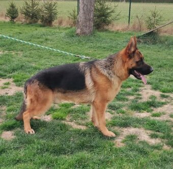 Nemecký ovčiak s PP - 3