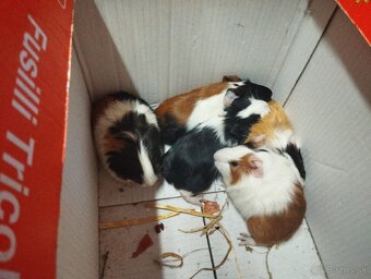 MORSKE. PRASIATKO - 3