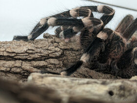 Predám dospelého pavúka samca Acanthoscuria Geniculata - 3