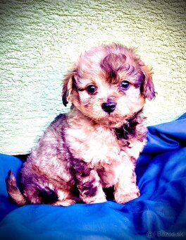 Maltipoo - 3