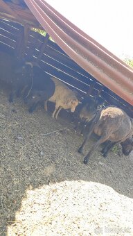 Oueessant Sheep / Mini-Ovečka / Ovca - 3