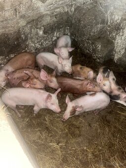 Prasce,odtstavčata - 3