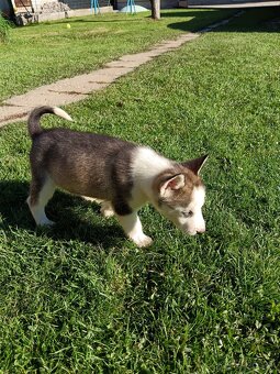 Sibirsky husky - 3