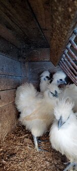 Hodvábnička biela - 3