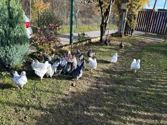 Predam holuby - americký king - 3