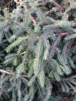 Čečina - smrek - 3