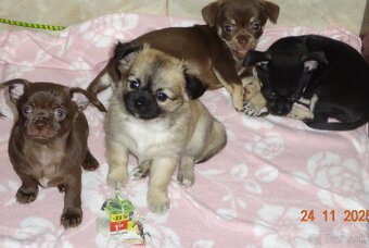 čivava krátkosrstá,dlhosrstá - 3