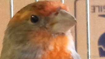 Predám kanáriky a hýle mexické - 3