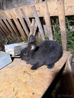 Králiky-Krížence mäsových plemien - 3