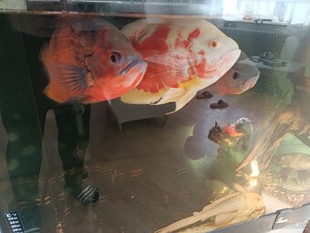 Cichlidy pavie ocellatus - 3