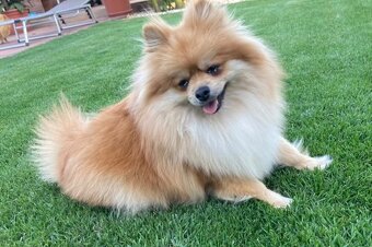 Nemecký špic- pomeranian - 3