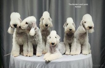 Bedlington teriér. - 3