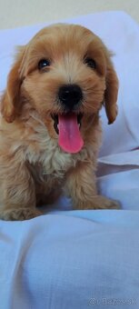 Micro Maltipoo - 3
