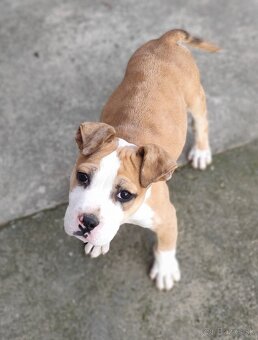 American bully merle - 3