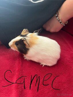 Morské prasiatka - 3