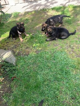 Nemecky ovčiaka - 3