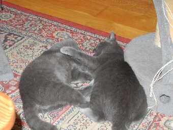 Darujem mačiatka - 3