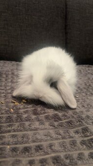 Zakrsnutý kralik baranček - 3