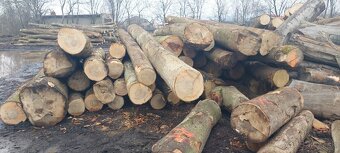 Dubová GUĽATINA - 3