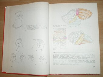 Najvýkonnejšie plemená a typy hydiny - 3