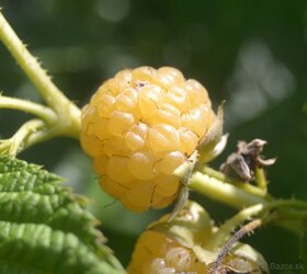 Maliny - žlté, oranžové, červené, fialové, čierne - 3