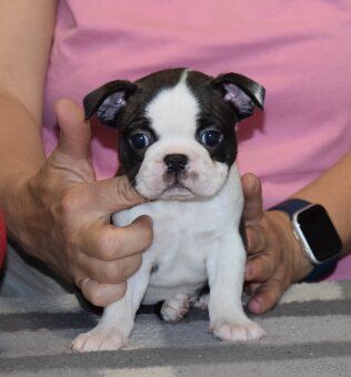 Boston Terrier - 3