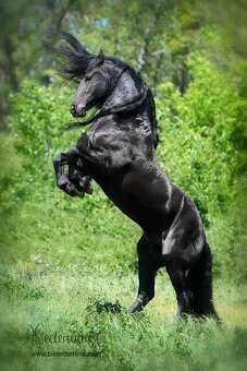Frizsky kôň 🐎 - 3