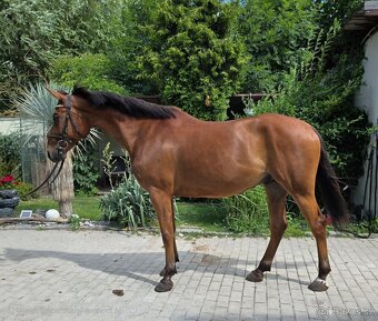 VALACH NA SPORT / HOBBY / RODINNÝ PARŤÁK - 3