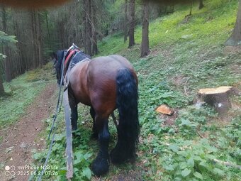 Predám žrebca - 3