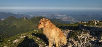 Zlatý retriever - 3