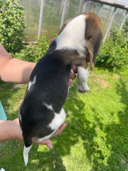 Steniatká beagle, bígl, bigel - 3