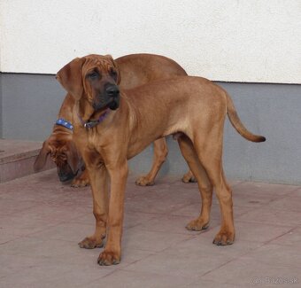 Tosa inu - krásný pejsek s PP - 3