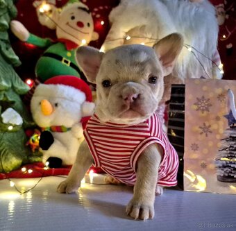 Francúzsky buldoček s PP - 3