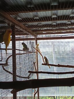 Predám korele a kakariky - 3