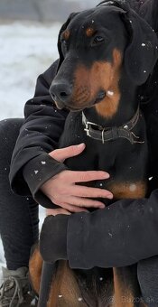 Doberman s PP - fena - 3