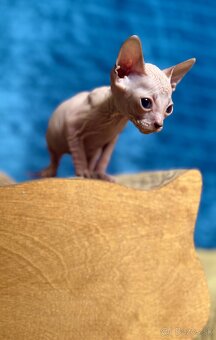 Don Sphynx s PP - 3