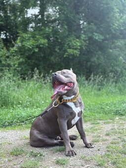 American Bully XL - krytí - 3
