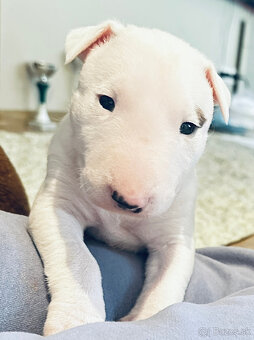 Bullterrier, Bullterier, Bulterier - 3