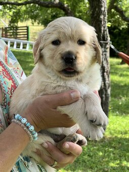 Čistokrvné šteniatko zlatý retriever, psík - 3