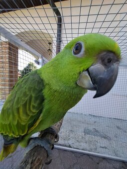 Amazona Auropalliata krotké mláďa - 3