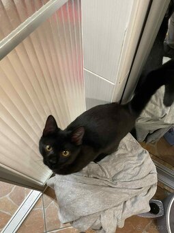 Darujem kocúrika - 3