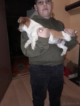 Predam vymenim jack russel terier - 3