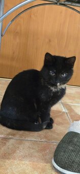 Darujeme mačiatka - 3