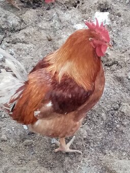 Predám nasadove vajcia kalimero - 3