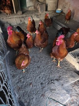 Predam nasadove vajička plemena Hempšir - 3