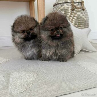 Pomeranian mini - 3