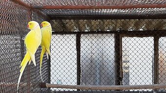 Predám alexander malý žltý samec - 3