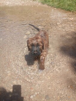 Briard plavé fenky s PP - 3