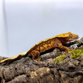 Pagekón riasnatý z chovu GeckoSVK - 3